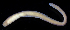  ( - BOIMB_0466)  @11 [ ] CreativeCommons  Attribution Non-Commercial Share-Alike (2019) The Smithsonian Institution The Smithsonian Institution National Museum of Natural History, Department of Invertebrate Zoology