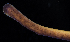  ( - BOIMB_0460)  @11 [ ] CreativeCommons  Attribution Non-Commercial Share-Alike (2019) The Smithsonian Institution The Smithsonian Institution National Museum of Natural History, Department of Invertebrate Zoology