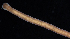  ( - BOIMB_0459)  @11 [ ] CreativeCommons  Attribution Non-Commercial Share-Alike (2019) The Smithsonian Institution The Smithsonian Institution National Museum of Natural History, Department of Invertebrate Zoology