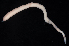  ( - BOIMB_1463)  @11 [ ] CreativeCommons  Attribution Non-Commercial Share-Alike (2019) The Smithsonian Institution The Smithsonian Institution National Museum of Natural History, Department of Invertebrate Zoology