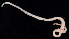  ( - BOIMB_1462)  @11 [ ] CreativeCommons  Attribution Non-Commercial Share-Alike (2019) The Smithsonian Institution The Smithsonian Institution National Museum of Natural History, Department of Invertebrate Zoology