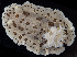  (Diaulula odonoghuei - BOIMB_0765)  @11 [ ] CreativeCommons  Attribution Non-Commercial Share-Alike (2019) The Smithsonian Institution The Smithsonian Institution National Museum of Natural History, Department of Invertebrate Zoology