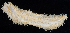  ( - BOIMB_1182)  @11 [ ] CreativeCommons  Attribution Non-Commercial Share-Alike (2019) The Smithsonian Institution The Smithsonian Institution National Museum of Natural History, Department of Invertebrate Zoology