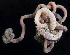  (Notomastus sp. Oregon LH12-055 - BOIMB_1054)  @11 [ ] CreativeCommons  Attribution Non-Commercial Share-Alike (2019) The Smithsonian Institution The Smithsonian Institution National Museum of Natural History, Department of Invertebrate Zoology