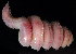  ( - BOIMB_1075)  @11 [ ] CreativeCommons  Attribution Non-Commercial Share-Alike (2019) The Smithsonian Institution The Smithsonian Institution National Museum of Natural History, Department of Invertebrate Zoology