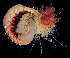  ( - BOIMB_0700)  @11 [ ] CreativeCommons  Attribution Non-Commercial Share-Alike (2019) The Smithsonian Institution The Smithsonian Institution National Museum of Natural History, Department of Invertebrate Zoology