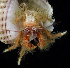  ( - BOIMB_1134)  @11 [ ] CreativeCommons  Attribution Non-Commercial Share-Alike (2019) The Smithsonian Institution The Smithsonian Institution National Museum of Natural History, Department of Invertebrate Zoology