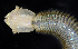  ( - BOIMB_1782)  @11 [ ] CreativeCommons  Attribution Non-Commercial Share-Alike (2019) The Smithsonian Institution The Smithsonian Institution National Museum of Natural History, Department of Invertebrate Zoology