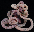  ( - BOIMB_1774)  @11 [ ] CreativeCommons  Attribution Non-Commercial Share-Alike (2019) The Smithsonian Institution The Smithsonian Institution National Museum of Natural History, Department of Invertebrate Zoology