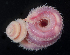  ( - BOIMB_1791)  @11 [ ] CreativeCommons  Attribution Non-Commercial Share-Alike (2019) The Smithsonian Institution The Smithsonian Institution National Museum of Natural History, Department of Invertebrate Zoology