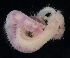  (Glycera macrobranchia - BOIMB_1790)  @11 [ ] CreativeCommons  Attribution Non-Commercial Share-Alike (2019) The Smithsonian Institution The Smithsonian Institution National Museum of Natural History, Department of Invertebrate Zoology