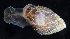  ( - BOIMB_0394)  @11 [ ] CreativeCommons  Attribution Non-Commercial Share-Alike (2019) The Smithsonian Institution The Smithsonian Institution National Museum of Natural History, Department of Invertebrate Zoology
