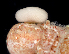  (Peltogaster boschmai - BOIMB_1808)  @11 [ ] CreativeCommons  Attribution Non-Commercial Share-Alike (2019) The Smithsonian Institution The Smithsonian Institution National Museum of Natural History, Department of Invertebrate Zoology