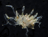  ( - BOIMB_1843)  @11 [ ] CreativeCommons  Attribution Non-Commercial Share-Alike (2019) The Smithsonian Institution The Smithsonian Institution National Museum of Natural History, Department of Invertebrate Zoology