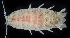  ( - BOIMB_1881)  @11 [ ] CreativeCommons  Attribution Non-Commercial Share-Alike (2019) The Smithsonian Institution The Smithsonian Institution National Museum of Natural History, Department of Invertebrate Zoology