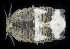  ( - BOIMB_1879)  @11 [ ] CreativeCommons  Attribution Non-Commercial Share-Alike (2019) The Smithsonian Institution The Smithsonian Institution National Museum of Natural History, Department of Invertebrate Zoology
