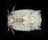  ( - BOIMB_1880)  @11 [ ] CreativeCommons  Attribution Non-Commercial Share-Alike (2019) The Smithsonian Institution The Smithsonian Institution National Museum of Natural History, Department of Invertebrate Zoology