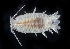  ( - BOIMB_1903)  @11 [ ] CreativeCommons  Attribution Non-Commercial Share-Alike (2019) The Smithsonian Institution The Smithsonian Institution National Museum of Natural History, Department of Invertebrate Zoology