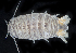  ( - BOIMB_1902)  @11 [ ] CreativeCommons  Attribution Non-Commercial Share-Alike (2019) The Smithsonian Institution The Smithsonian Institution National Museum of Natural History, Department of Invertebrate Zoology