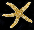  ( - BOIMB_2101)  @11 [ ] CreativeCommons  Attribution Non-Commercial Share-Alike (2019) The Smithsonian Institution The Smithsonian Institution National Museum of Natural History, Department of Invertebrate Zoology