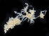  ( - BOIMB_2112)  @11 [ ] CreativeCommons  Attribution Non-Commercial Share-Alike (2019) The Smithsonian Institution The Smithsonian Institution National Museum of Natural History, Department of Invertebrate Zoology