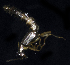  ( - BOIMB_2066)  @11 [ ] CreativeCommons  Attribution Non-Commercial Share-Alike (2019) The Smithsonian Institution The Smithsonian Institution National Museum of Natural History, Department of Invertebrate Zoology