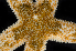  ( - BOIMB_2232)  @11 [ ] CreativeCommons  Attribution Non-Commercial Share-Alike (2019) The Smithsonian Institution The Smithsonian Institution National Museum of Natural History, Department of Invertebrate Zoology