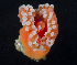  ( - BOIMB_2269)  @11 [ ] CreativeCommons  Attribution Non-Commercial Share-Alike (2019) The Smithsonian Institution The Smithsonian Institution National Museum of Natural History, Department of Invertebrate Zoology