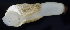  ( - BOIMB_2261)  @11 [ ] CreativeCommons  Attribution Non-Commercial Share-Alike (2019) The Smithsonian Institution The Smithsonian Institution National Museum of Natural History, Department of Invertebrate Zoology