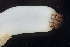  ( - BOIMB_2261)  @11 [ ] CreativeCommons  Attribution Non-Commercial Share-Alike (2019) The Smithsonian Institution The Smithsonian Institution National Museum of Natural History, Department of Invertebrate Zoology
