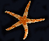  ( - BOIMB_2278)  @11 [ ] CreativeCommons  Attribution Non-Commercial Share-Alike (2019) The Smithsonian Institution The Smithsonian Institution National Museum of Natural History, Department of Invertebrate Zoology