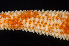  ( - BOIMB_2278)  @11 [ ] CreativeCommons  Attribution Non-Commercial Share-Alike (2019) The Smithsonian Institution The Smithsonian Institution National Museum of Natural History, Department of Invertebrate Zoology