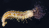  ( - BOIMB_2189)  @11 [ ] CreativeCommons  Attribution Non-Commercial Share-Alike (2019) The Smithsonian Institution The Smithsonian Institution National Museum of Natural History, Department of Invertebrate Zoology