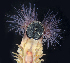  ( - BOIMB_2189)  @11 [ ] CreativeCommons  Attribution Non-Commercial Share-Alike (2019) The Smithsonian Institution The Smithsonian Institution National Museum of Natural History, Department of Invertebrate Zoology