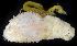  ( - BOIMB_2273)  @11 [ ] CreativeCommons  Attribution Non-Commercial Share-Alike (2019) The Smithsonian Institution The Smithsonian Institution National Museum of Natural History, Department of Invertebrate Zoology