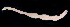  (Cerebratulus cf. marginatus - BOIMB_2373)  @11 [ ] CreativeCommons  Attribution Non-Commercial Share-Alike (2019) The Smithsonian Institution The Smithsonian Institution National Museum of Natural History, Department of Invertebrate Zoology