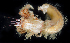  (Paguristes sp - BOIMB_1134)  @11 [ ] CreativeCommons  Attribution Non-Commercial Share-Alike (2019) The Smithsonian Institution The Smithsonian Institution National Museum of Natural History, Department of Invertebrate Zoology