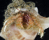  ( - BOIMB_1135)  @11 [ ] CreativeCommons  Attribution Non-Commercial Share-Alike (2019) The Smithsonian Institution The Smithsonian Institution National Museum of Natural History, Department of Invertebrate Zoology