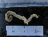  (Laeonereis pandoensis - MACNINVCTAP0017)  @11 [ ] CreativeCommons - Attribution Non-Commercial (2013) Unspecified MACN