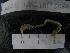 (Perinereis anderssoni - MACNINVCTAP0026)  @11 [ ] CreativeCommons - Attribution Non-Commercial (2013) Unspecified MACN