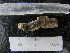  ( - MACNINVCTAP0028)  @11 [ ] CreativeCommons - Attribution Non-Commercial (2013) Unspecified MACN