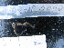  ( - MACNINVCTAP0040)  @11 [ ] CreativeCommons - Attribution Non-Commercial (2013) Unspecified MACN