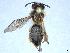 ( - APO_00032)  @11 [ ] CC-BY-NC (2023) ARTHROPOLOGIA ARTHROPOLOGIA