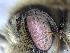  ( - APO_00077)  @11 [ ] CC-BY-NC (2023) ARTHROPOLOGIA ARTHROPOLOGIA