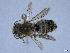  ( - APO_00077)  @11 [ ] CC-BY-NC (2023) ARTHROPOLOGIA ARTHROPOLOGIA