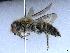  ( - APO_00077)  @11 [ ] CC-BY-NC (2023) ARTHROPOLOGIA ARTHROPOLOGIA