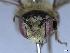 ( - APO_00077)  @11 [ ] CC-BY-NC (2023) ARTHROPOLOGIA ARTHROPOLOGIA