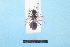  ( - BL1800048)  @12 [ ] Pollen (2018) Christophe Bouget EFNO IRSTEA