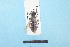  ( - BL1800051)  @12 [ ] Pollen (2018) Christophe Bouget EFNO IRSTEA