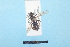  ( - BL1800061)  @12 [ ] Pollen (2018) Christophe Bouget EFNO IRSTEA